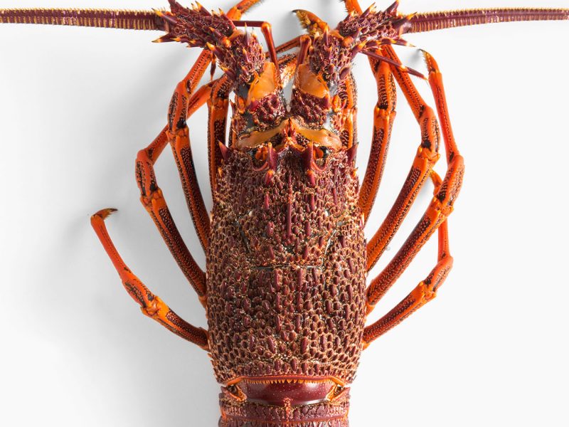 wow-ferguson-australia-lobster-2