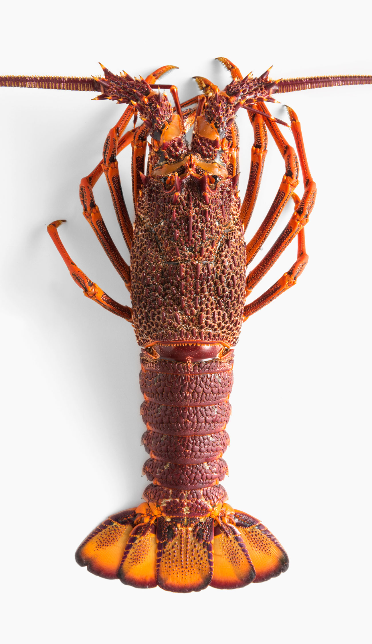 ferguson-australia-lobster-2