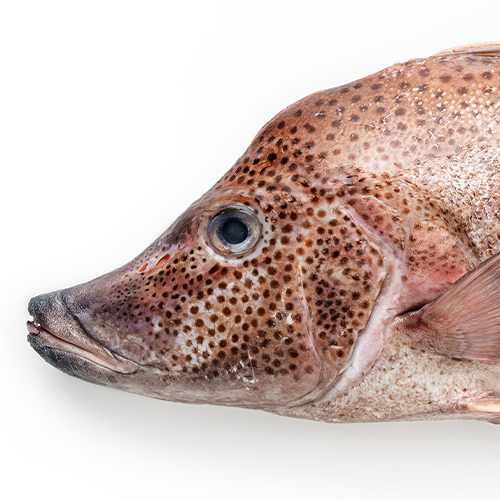 WOW-Web-Home-500x500-Ferguson-26